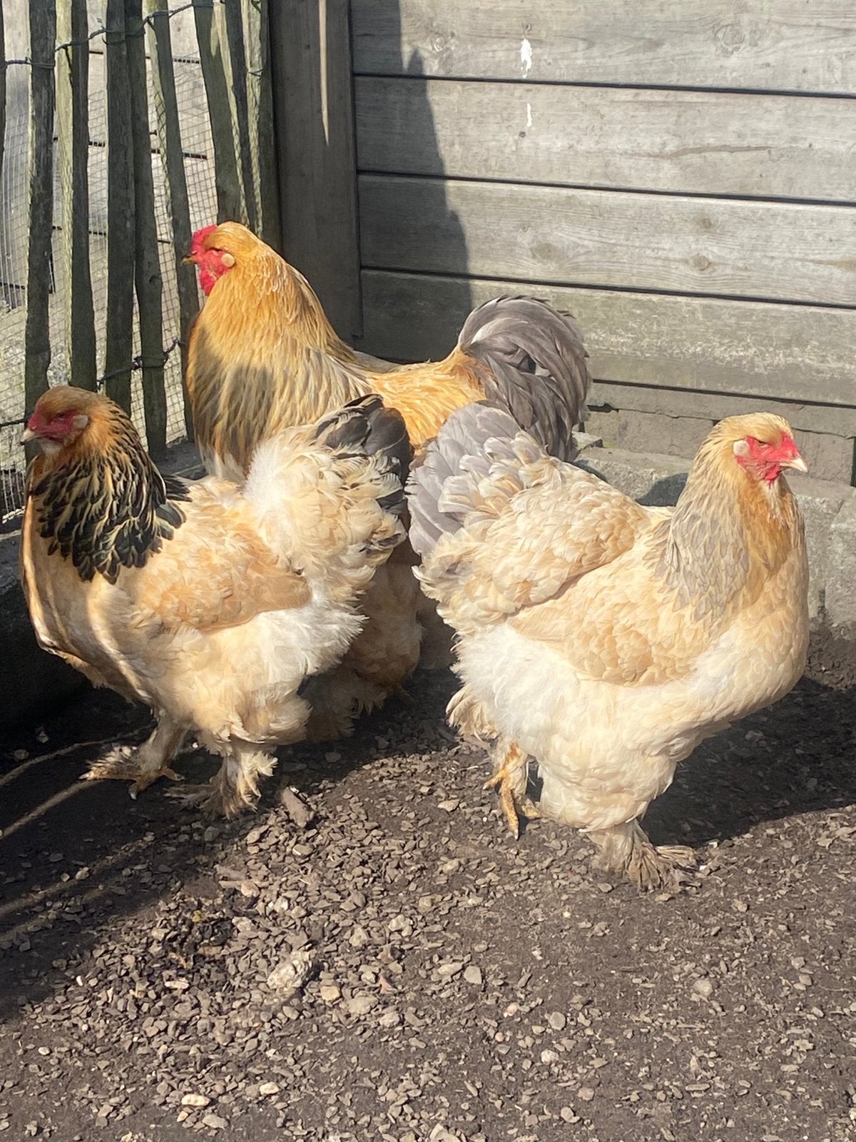 Brahma buff columbia zwart en blauw getekend, Dieren en Toebehoren, Pluimvee, Meerdere dieren, Kip
