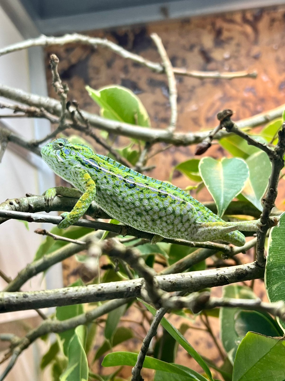 Furcifer lateralis Tapijt kameleon, Dieren en Toebehoren, Reptielen en Amfibieën, Hagedis, 0 tot 2 jaar