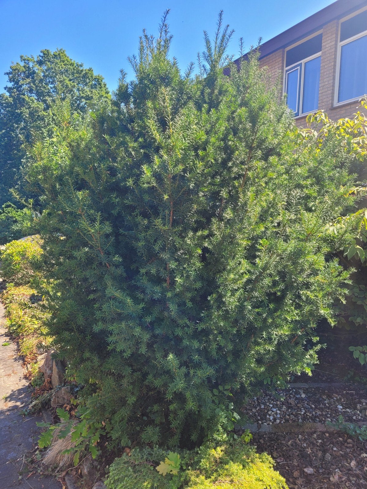 Gratis planten en struiken af te halen, Tuin en Terras, Planten | Tuinplanten, Ophalen of Verzenden