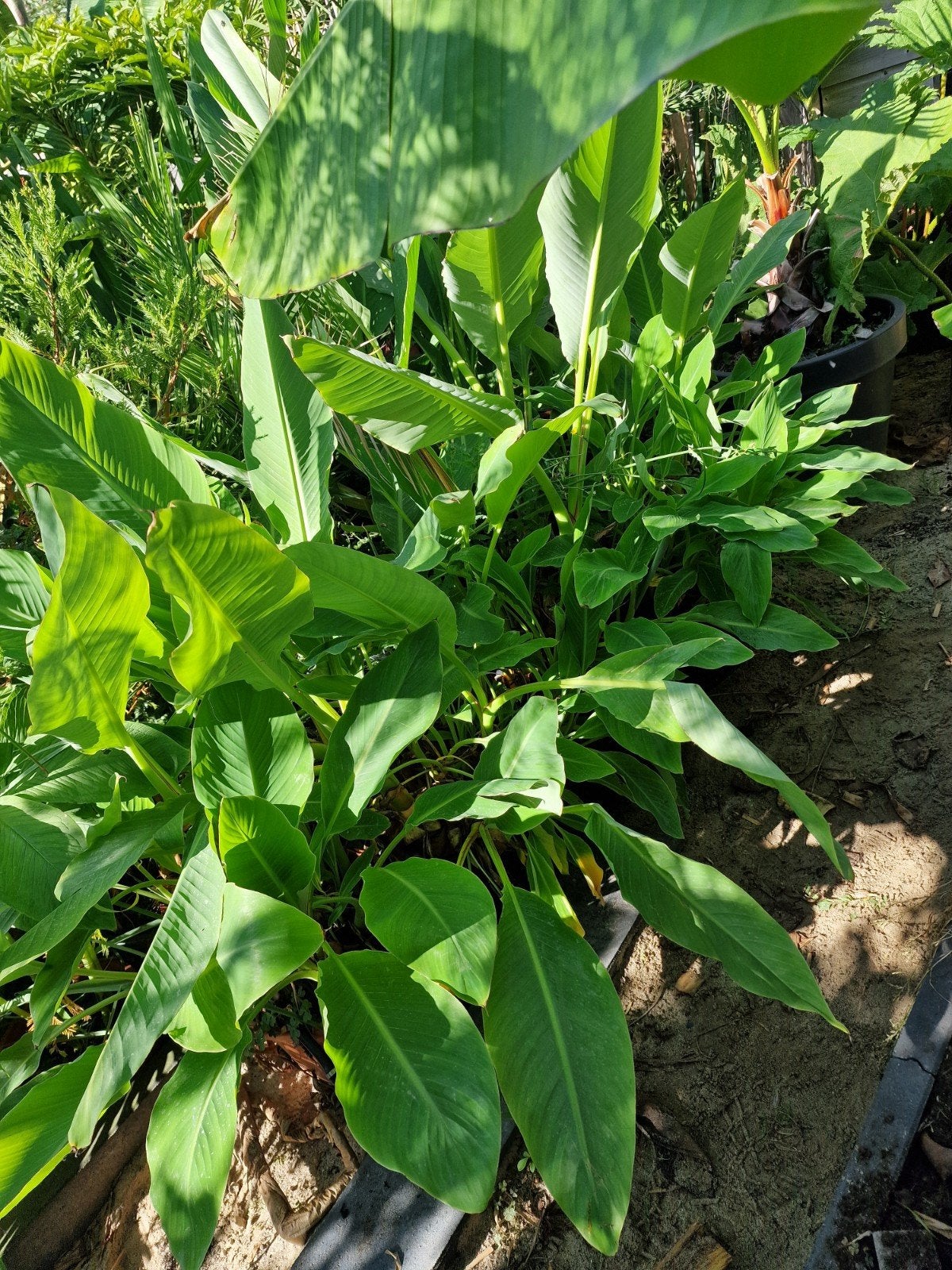 musella Lasiocarpa heilige lotus banaan, Ophalen, Overige soorten, Volle zon