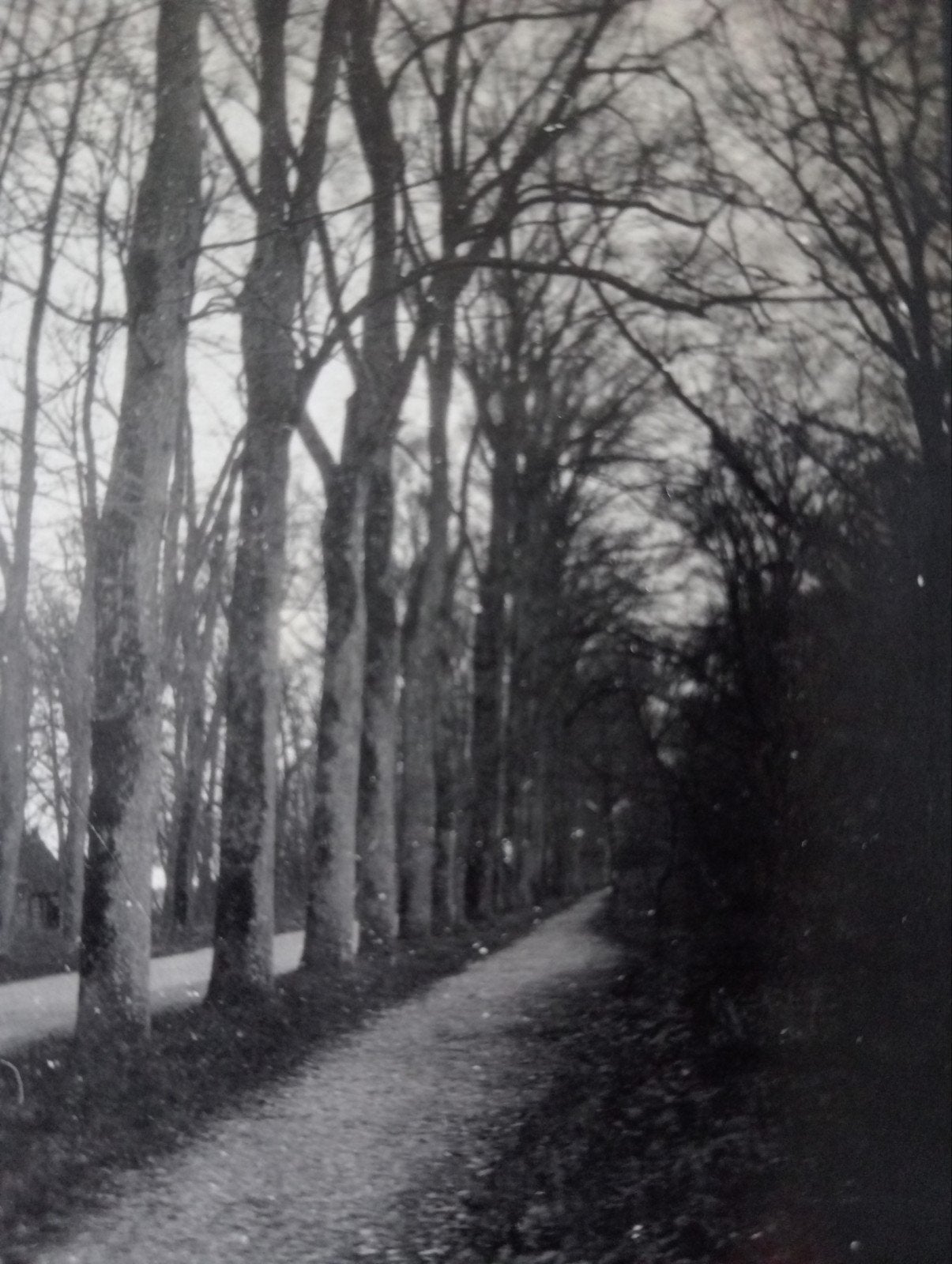 Laan met bomen en jong persoon jaren 20-40, Verzamelen, Ophalen of Verzenden, Voor 1940, Gebruikt