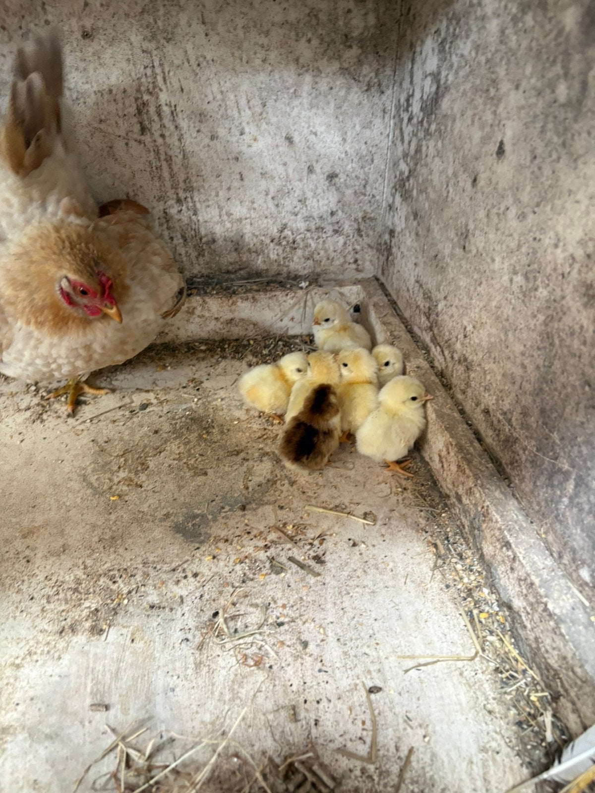Tk serama hen met 8 kuikens, Dieren en Toebehoren, Vrouwelijk, Kip