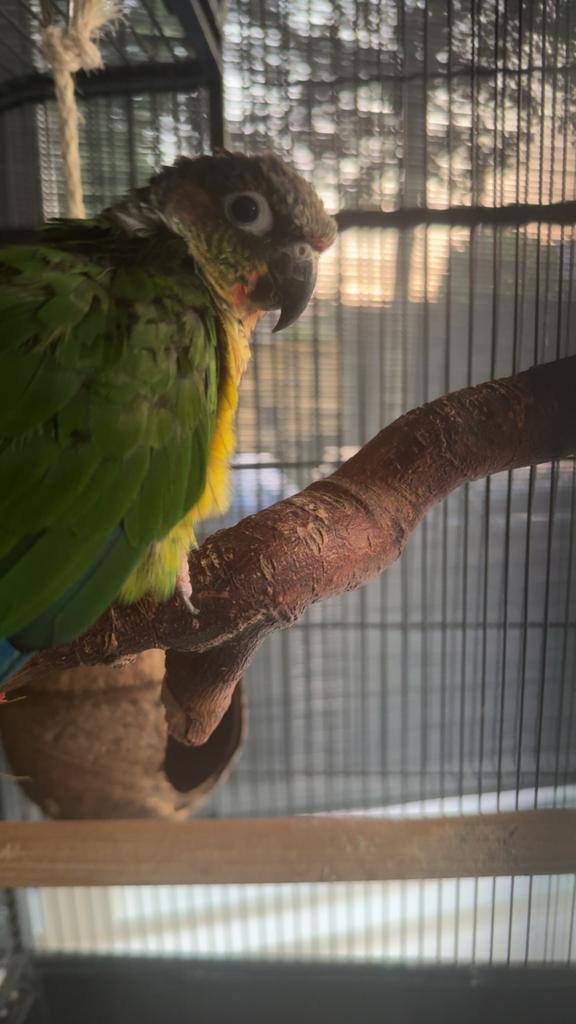 Pyrrhura molinae, Dieren en Toebehoren, Vogels | Parkieten en Papegaaien, Meerdere dieren, Parkiet, Tam
