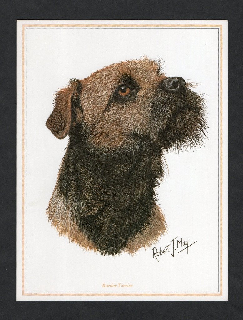 Hond Border Terrier door Robert J. May., Ophalen of Verzenden, 1980 tot heden, Ongelopen, Hond of Kat