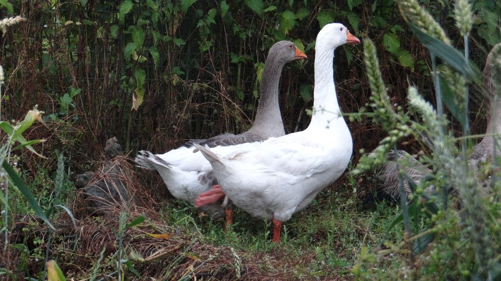Boeren witte ganzen | Deskundig advies, Dieren en Toebehoren, Meerdere dieren, Gans of Zwaan