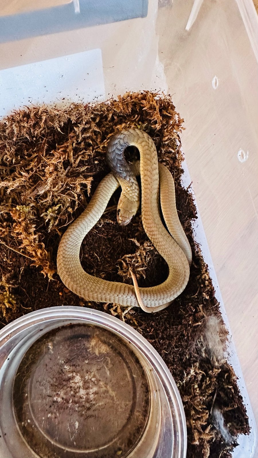 Naja anchietae (Senegalese cobra), Slang, 0 tot 2 jaar