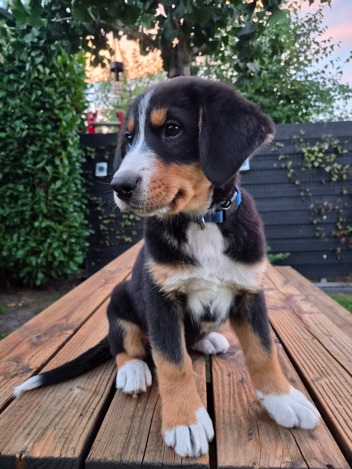 prachtige Berner sennen pups, Dieren en Toebehoren, Parvo, 8 tot 15 weken, Groot, Meerdere