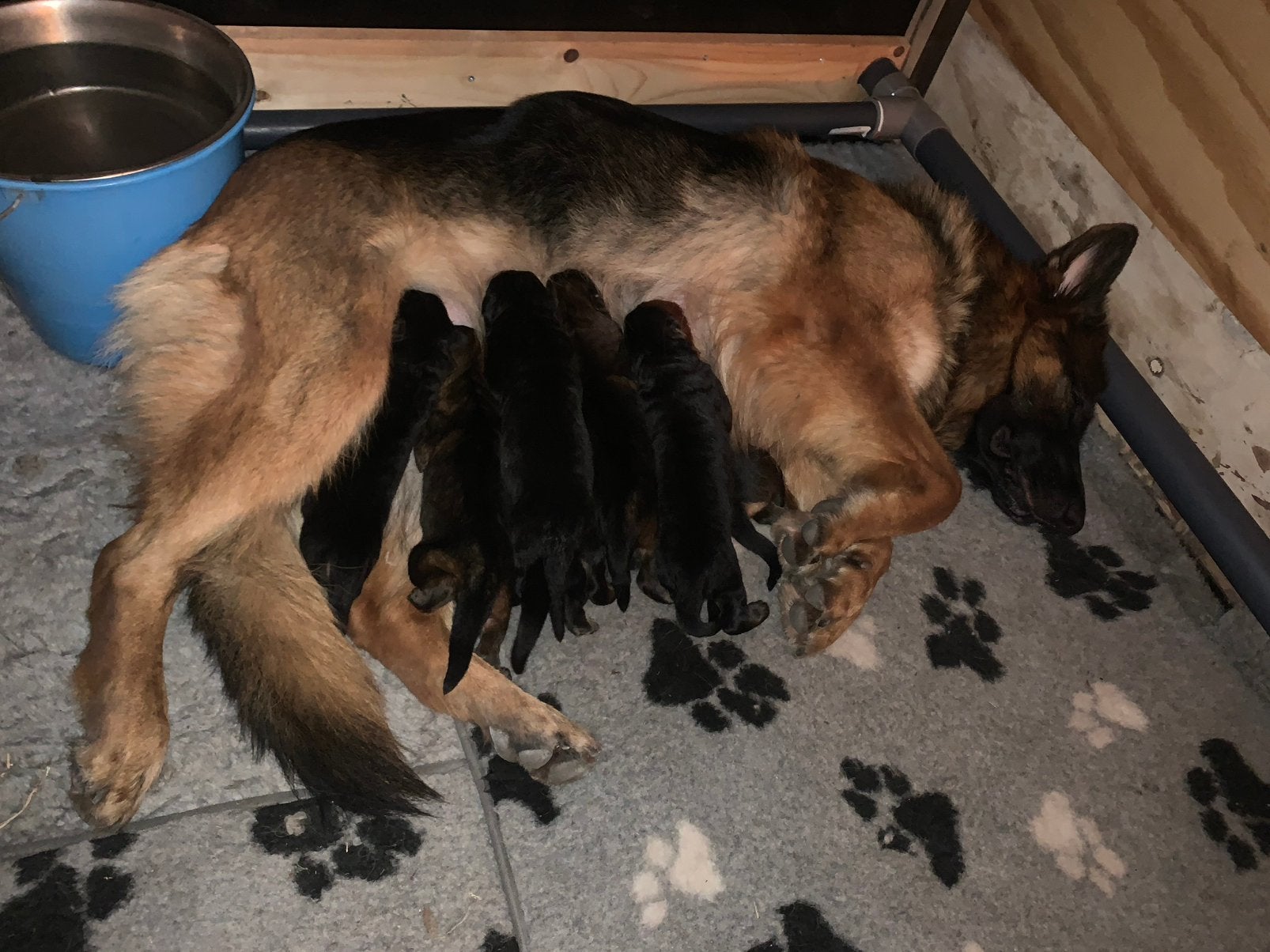 Oud Duitse Herder Pups, Parvo, België, Particulier, 8 tot 15 weken