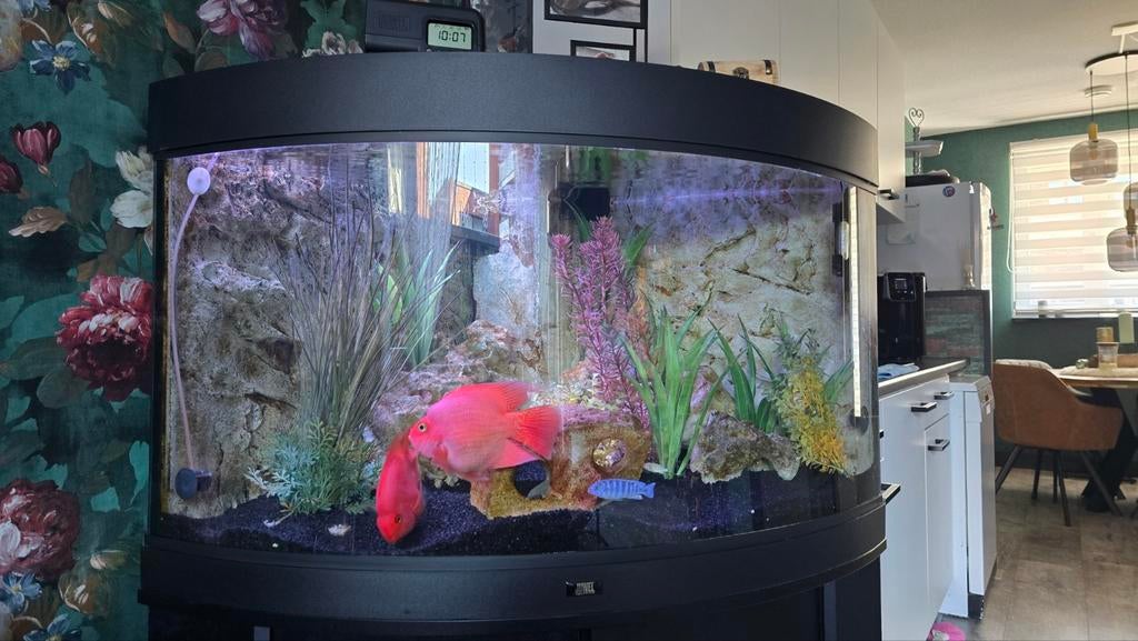 Tekoop  Hoek aquarium, Ophalen, Gebruikt, Gevuld zoetwateraquarium, Inclusief toebehoren