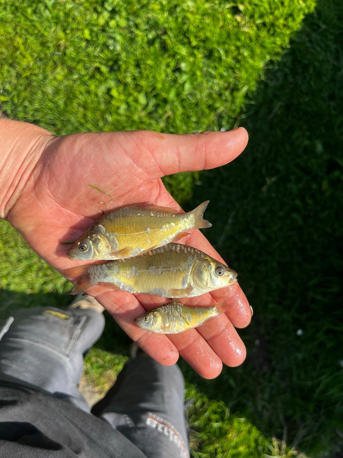 Spiegel karpers 50 stuks 5-10cm, Dieren en Toebehoren, Karper of Koi