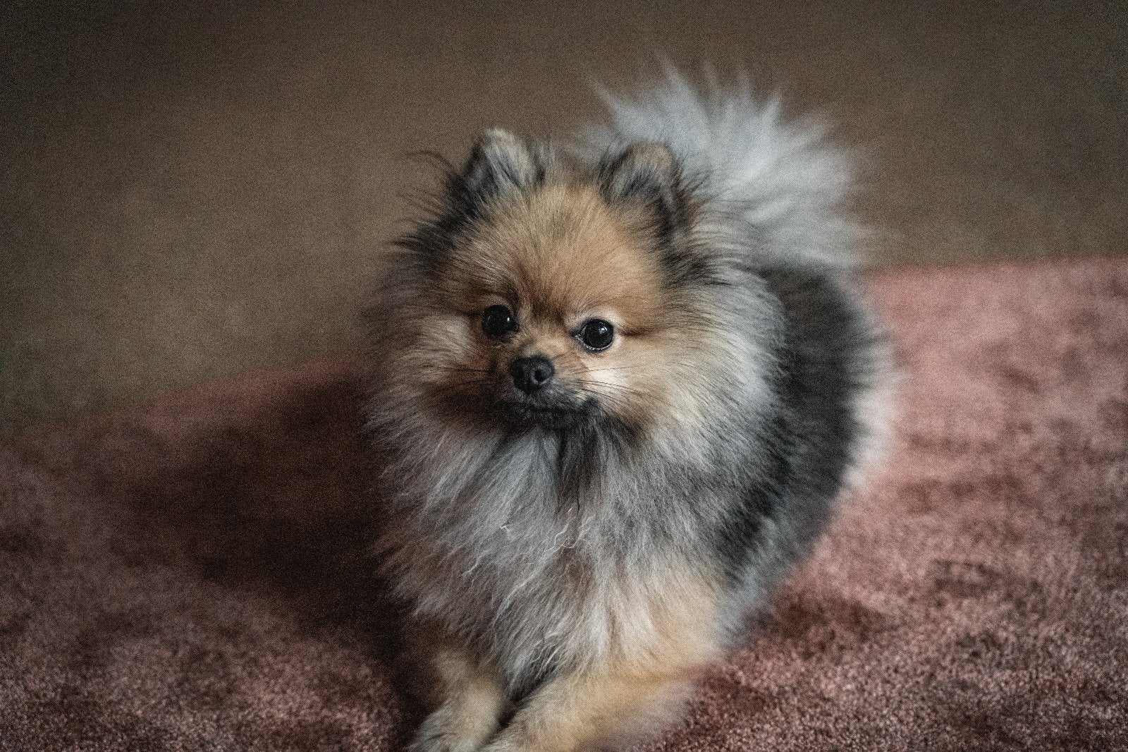 Baasje gezocht met hondenervaring voor onze pomeriaan, Dieren en Toebehoren, 6 jaar of ouder, Particulier, Keeshond, Reu