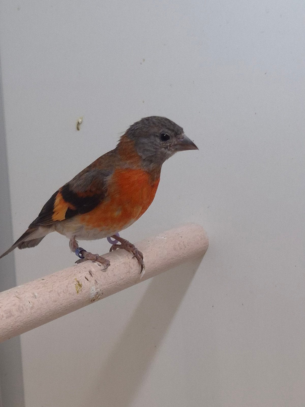 2-2 Kapoetsensijs, Dieren en Toebehoren, Vogels | Overige Vogels, Meerdere dieren, Tropenvogel, Geringd