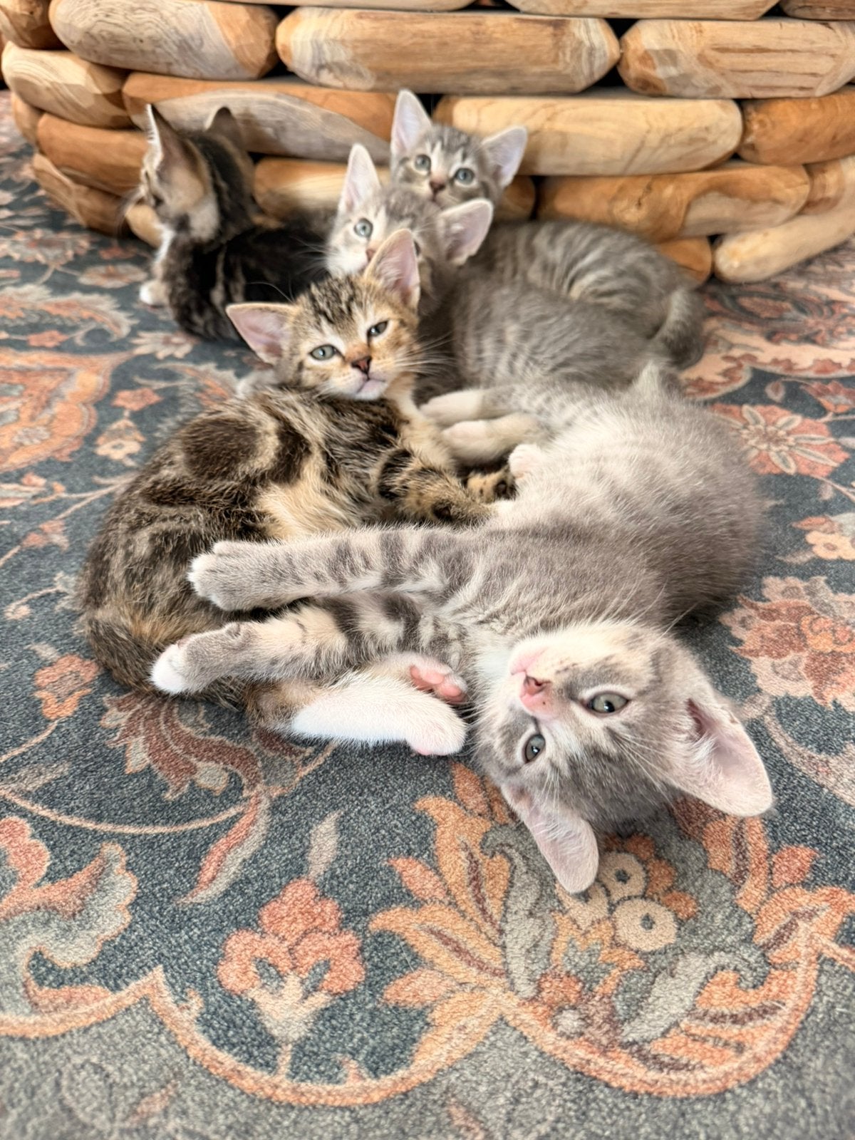 Nog 2 mooie lieve kittens te koop, Dieren en Toebehoren, Katten en Kittens | Overige Katten, Kortharig, 0 tot 2 jaar