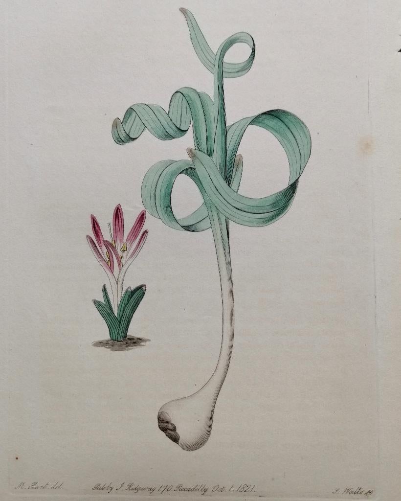 Antieke kopergravure. Colchium Versicolor, Ophalen of Verzenden