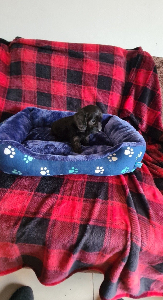 Ruwhaar dwergteckel x dwergpoedel puppies, Doxiepoo!, Parvo, 8 tot 15 weken, Meerdere, Meerdere dieren