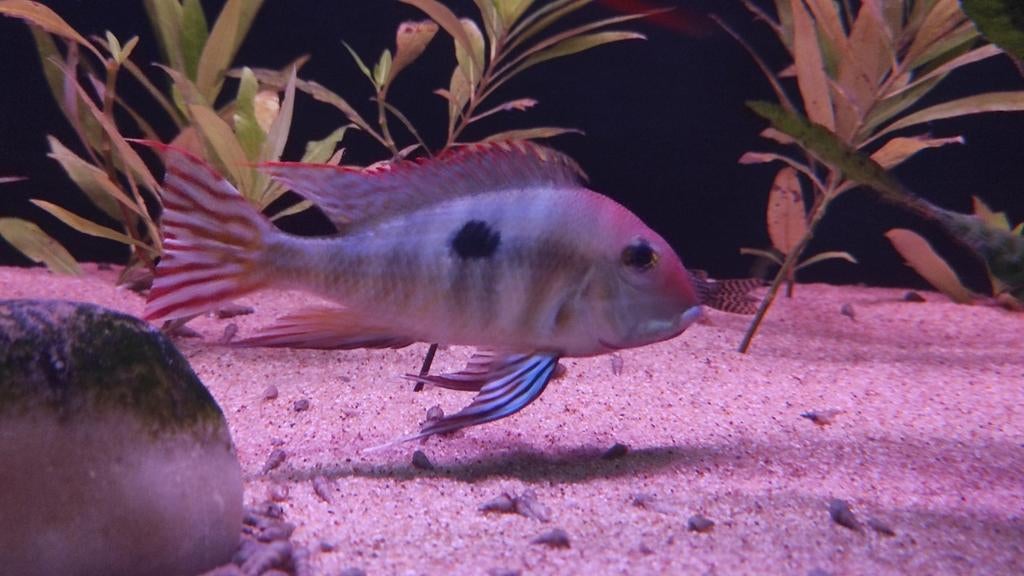 6 Geophagus Redhead Tapajos, Dieren en Toebehoren, Vissen | Aquariumvissen, Vis