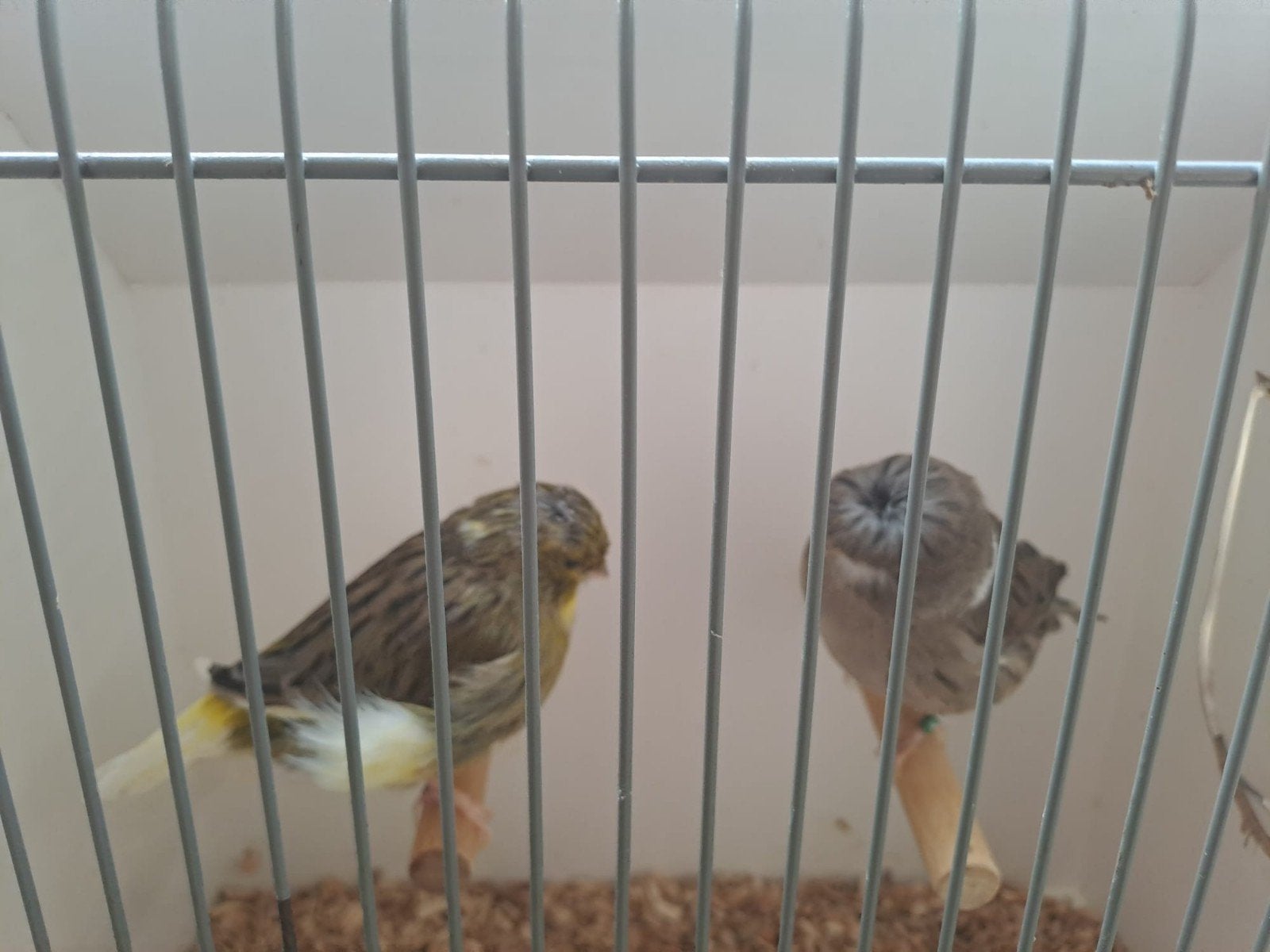 div koppel glosters, Dieren en Toebehoren, Meerdere dieren, Postuurkanarie
