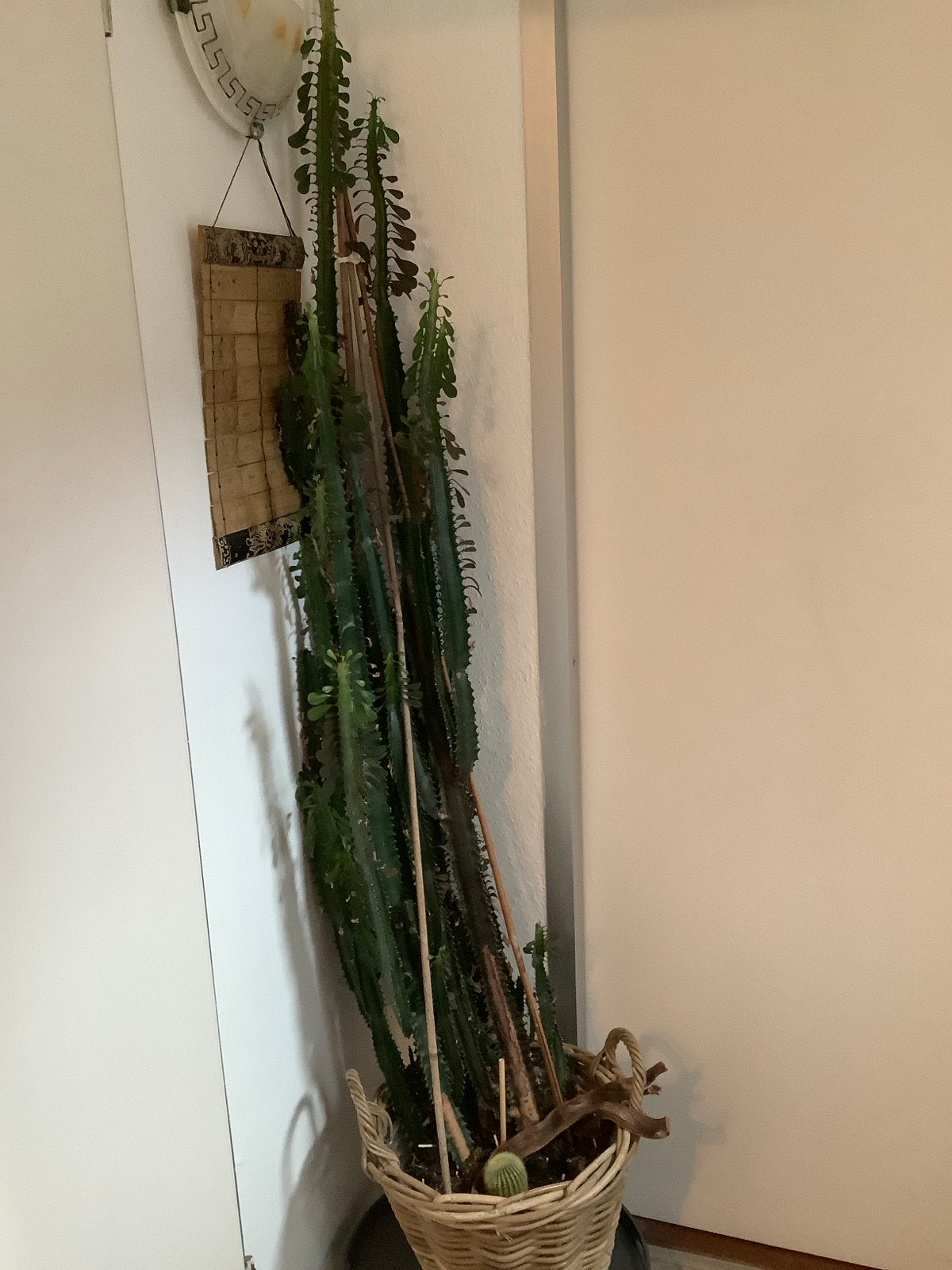 Grote Euphorbia Trigona Cactus in rieten mand, Ophalen, 200 cm of meer, In pot, Cactus
