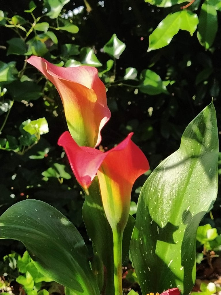 Te koop: zaden 1-, 2-jarigen en vaste planten, Ophalen of Verzenden, Volle zon, Zaad