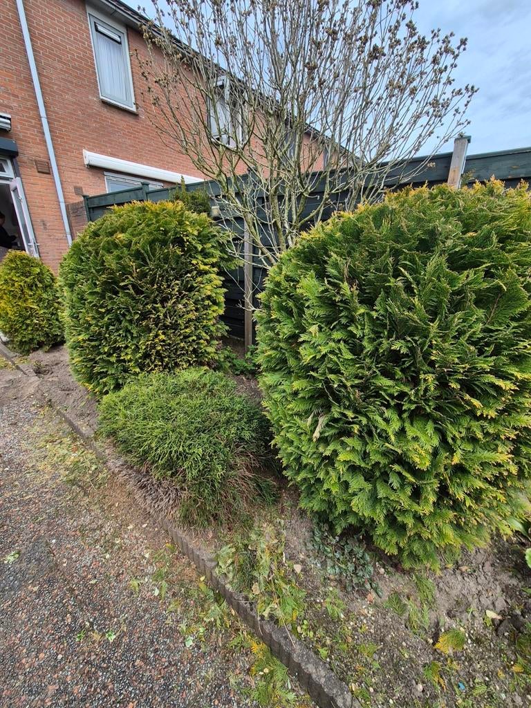 Coniferen en struiken voor tuin of landschap, Ophalen