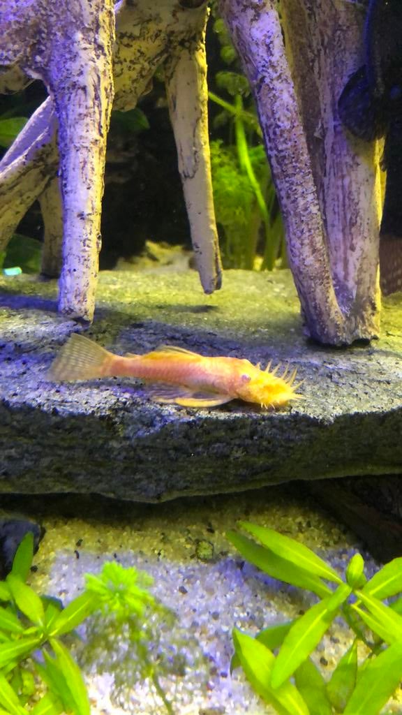 Albino algeneeters, Vis