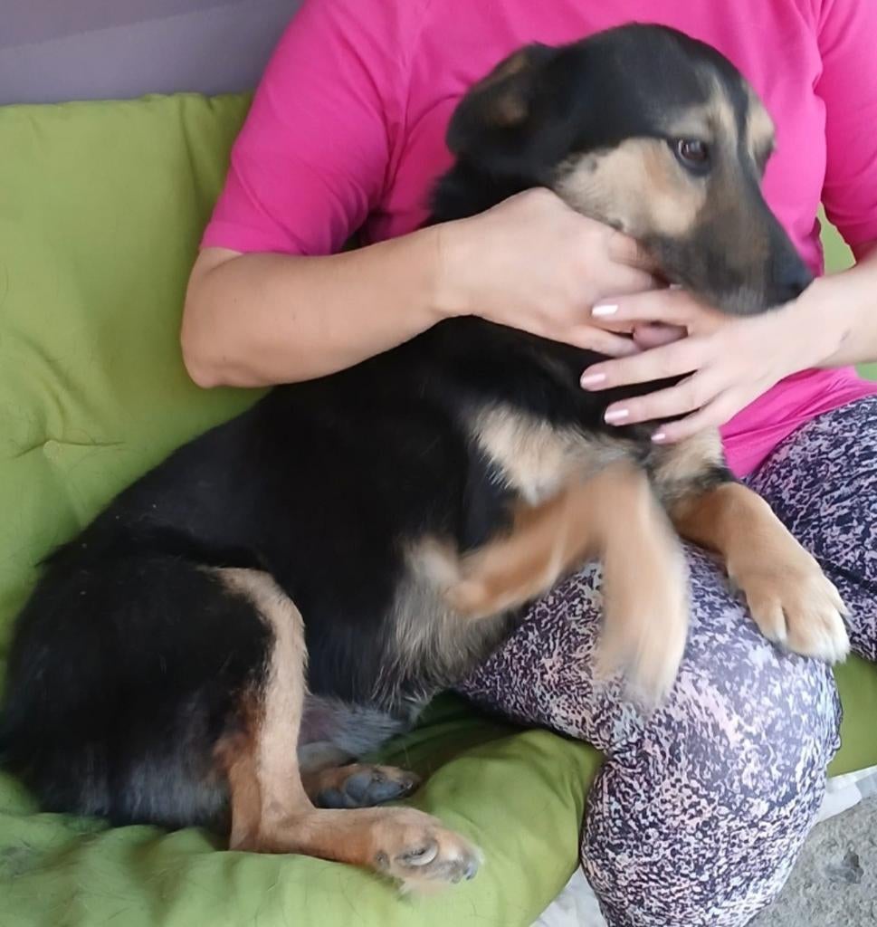 Jack zoekt baasje, Dieren en Toebehoren, Particulier, Reu, Buitenland, Eén hond