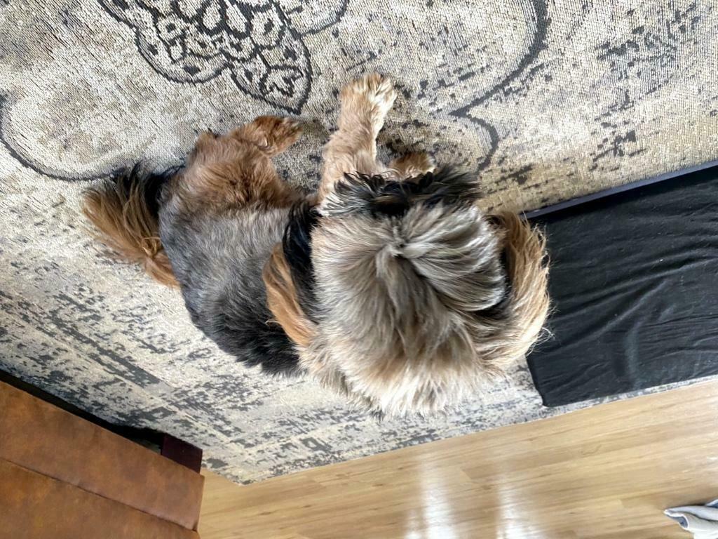 Shih tzu dekreu aangeboden (niet te koop!), 6 jaar of ouder, Reu, Eén hond, CDV (hondenziekte)