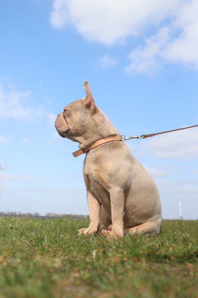 New shade and tan franse bulldog dekreu getest, Dieren en Toebehoren, België, Particulier, Reu, 1 tot 2 jaar