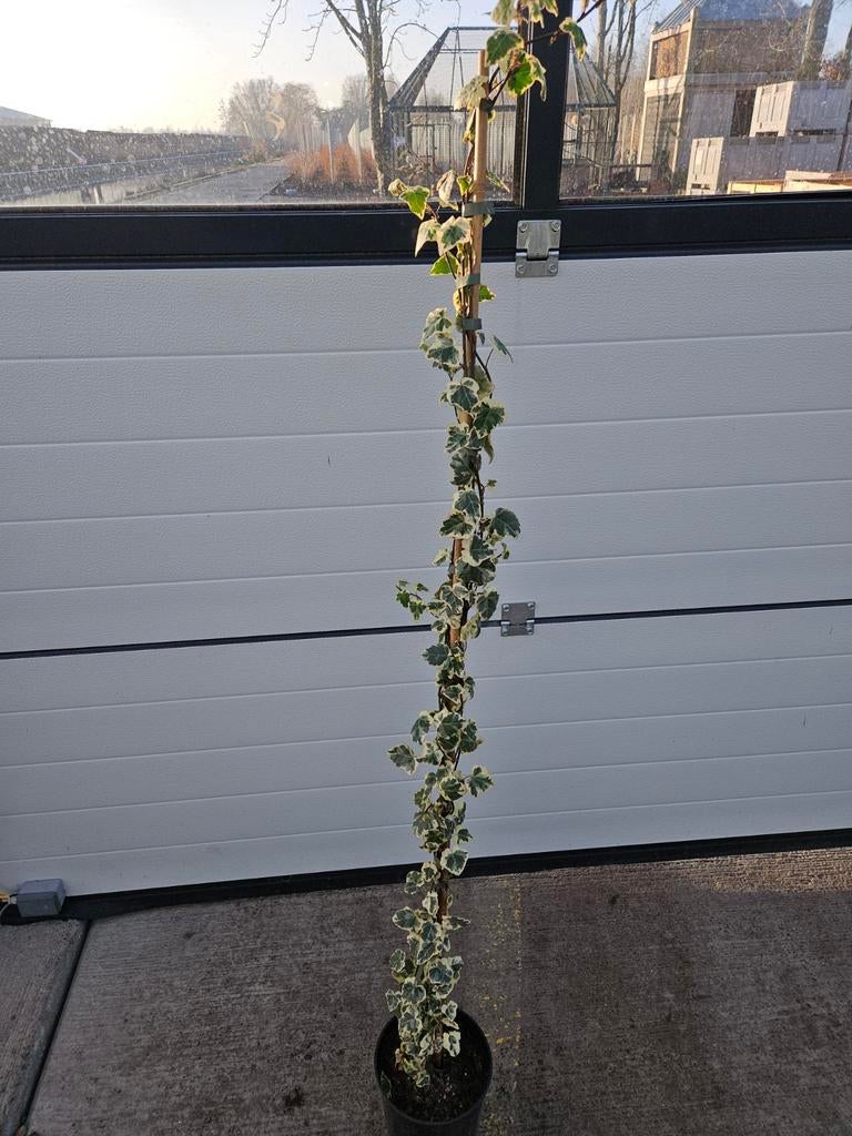 Hedera elegantisima, Tuin en Terras, Planten | Tuinplanten, Ophalen of Verzenden, Bloeit niet, Klimplanten, Halfschaduw