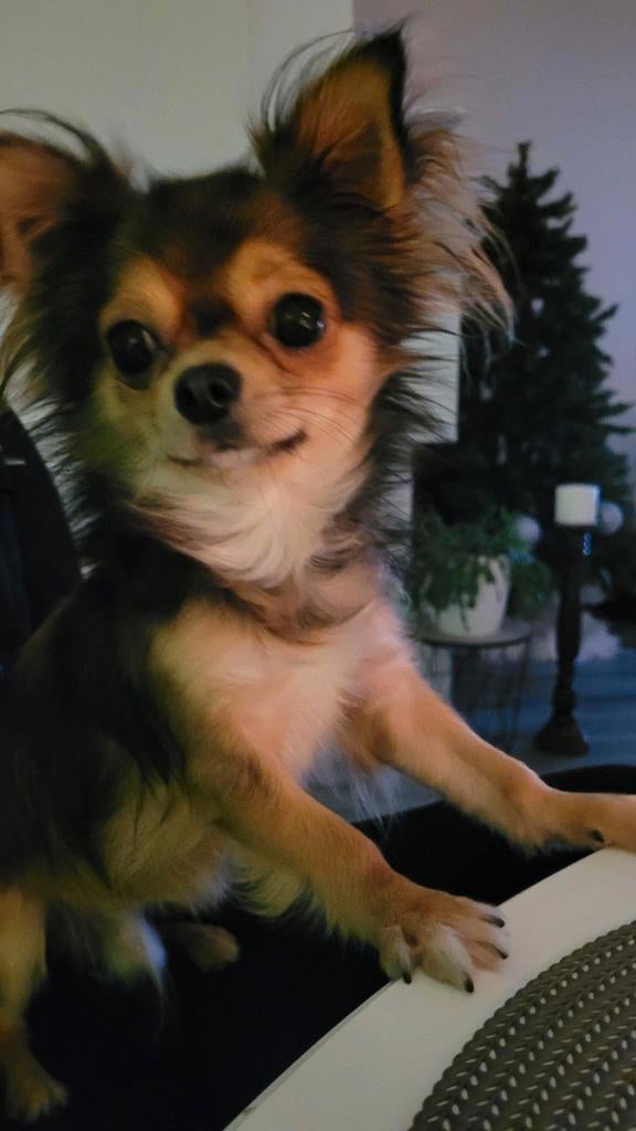 DEKREU Chihuahua, Dieren en Toebehoren, Reu, Eén hond, 3 tot 5 jaar, Nederland