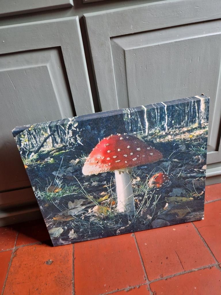 PADDENSTOEL CANVAS SCHILDERIJ, Ophalen of Verzenden, Minder dan 50 cm, Schilderij, Minder dan 50 cm
