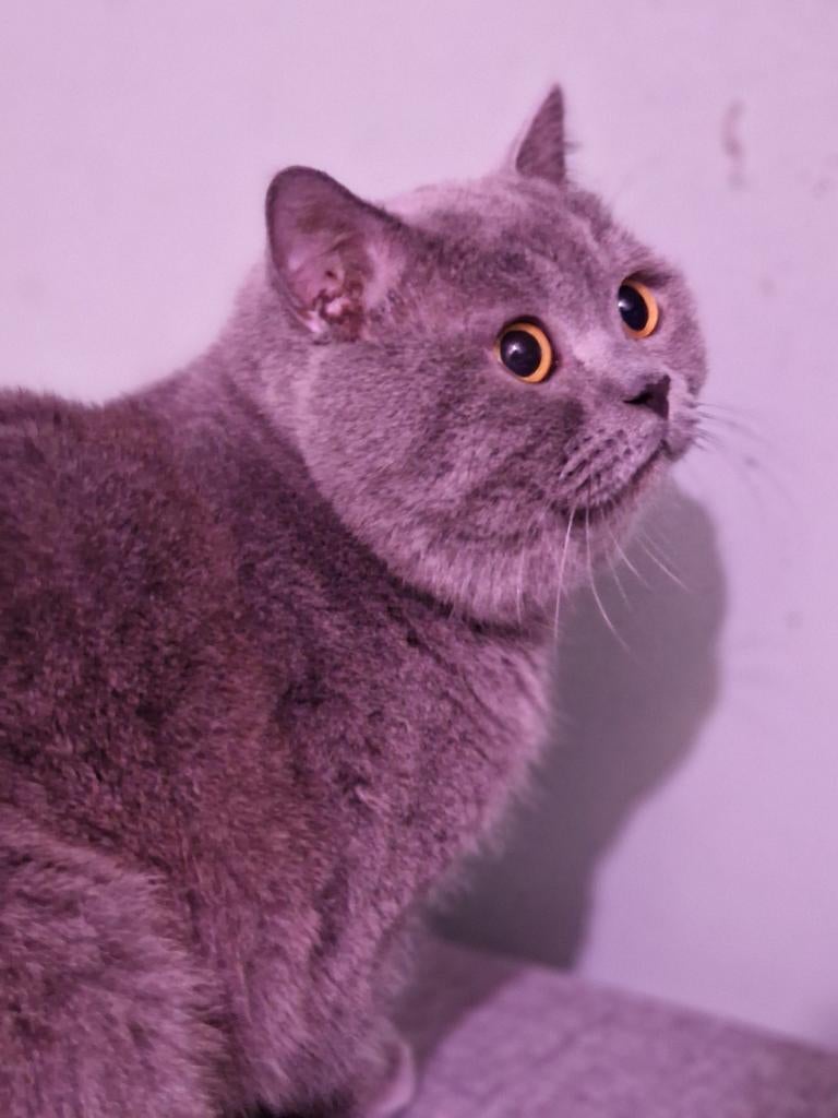 Bewezen britse korthaar dekkater voor dekkingen, Kater, Ontwormd, 0 tot 2 jaar