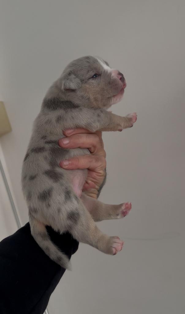 American bully pup, Dieren en Toebehoren, Overige rassen, CDV (hondenziekte), 8 tot 15 weken, Teef