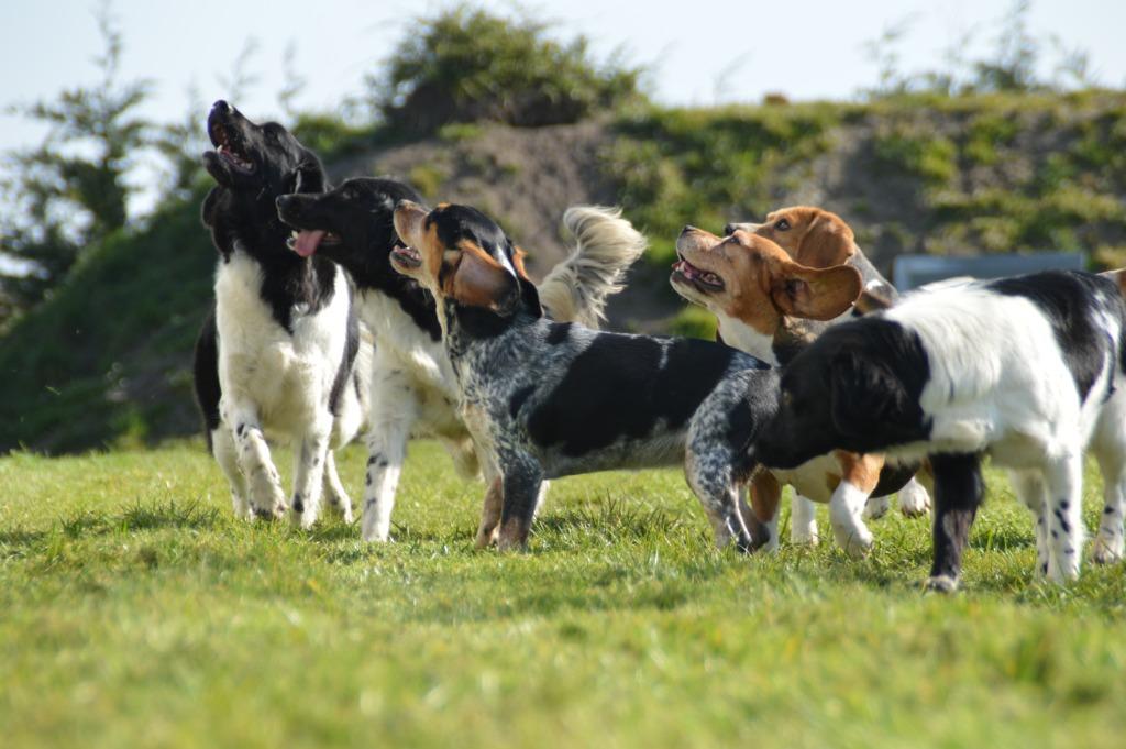 🐾Hondenpension Kollum 🏡, Diensten en Vakmensen, Dieren | Honden | Verzorging, Oppas en Les, Pension of Dagopvang