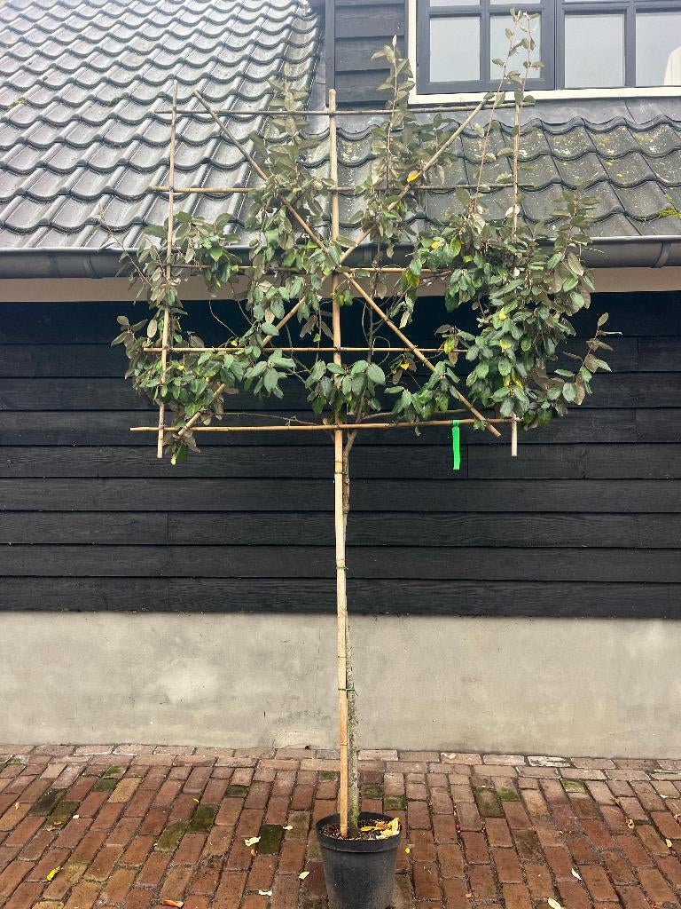 LEIBOOM , GROENBLIJVEND OLIJFWILG, Tuin en Terras, Planten | Bomen, Ophalen, Leiboom, Halfschaduw, 100 tot 250 cm
