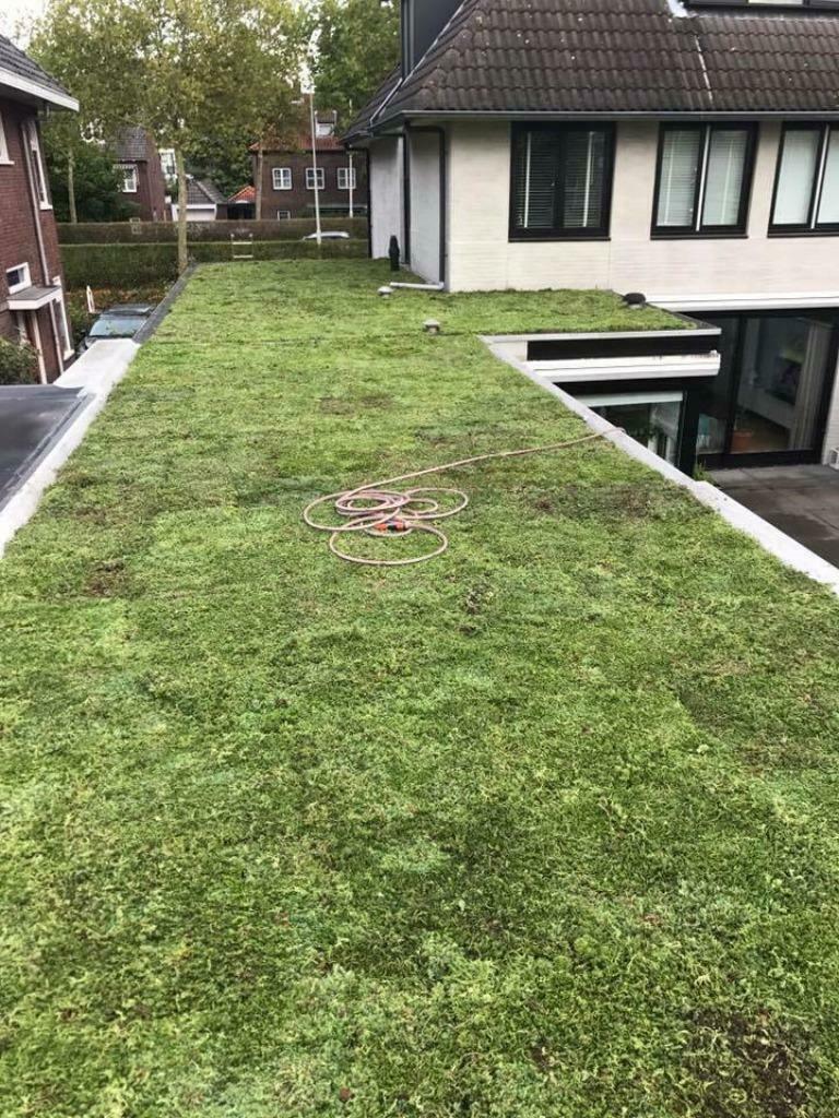 Sedum dak met subsidie, Bodembedekkers, Volle zon, Vaste plant, Ophalen of Verzenden