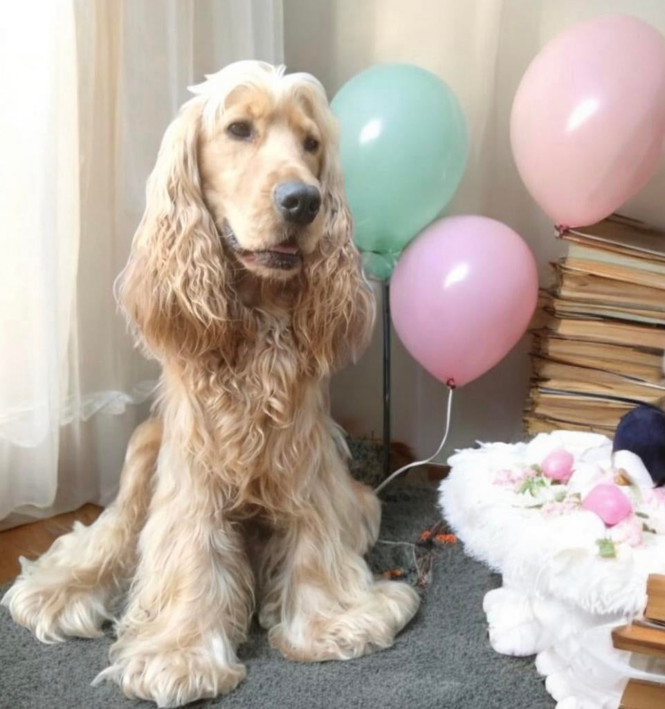Zeer ervaren dekreu engelse cocker spaniël volledig getest, Reu, 1 tot 2 jaar, Parvo, Eén hond