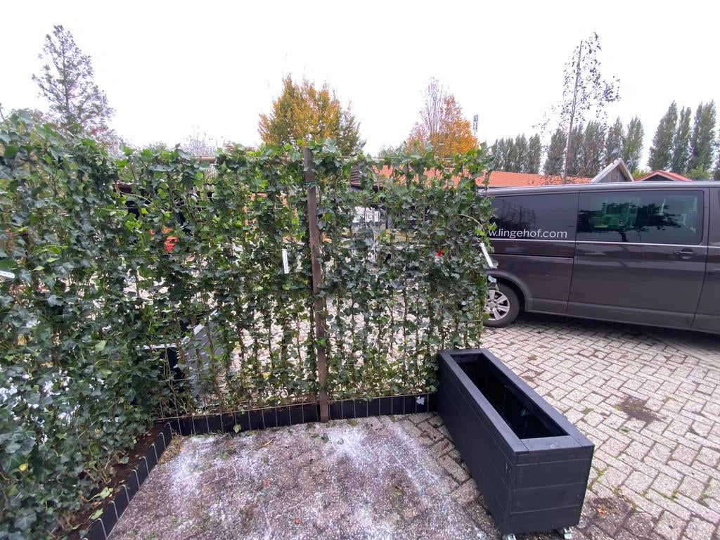 Hedera kant en klaar schermen 120/180 en 120/200 cm