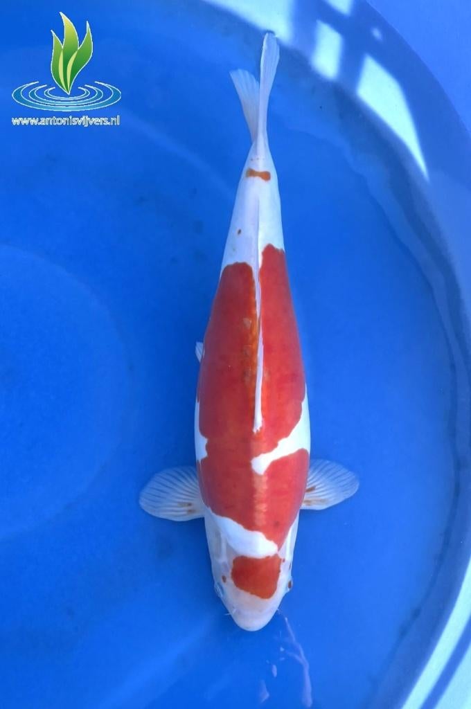078 Doitsu Kohaku, Dieren en Toebehoren, Vissen | Vijvervissen, Karper of Koi