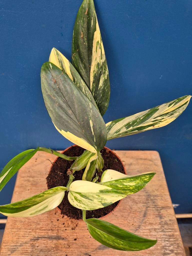 Monstera Standleyana Variegata p12 (5), Huis en Inrichting, Kamerplanten, Ophalen of Verzenden, Halfschaduw, Minder dan 100 cm