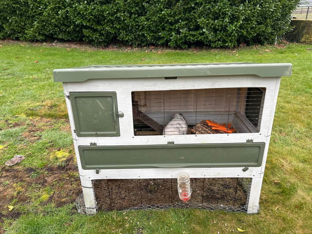 Gratis konijnen hok met dwerg hangoor konijn, Ophalen, Gebruikt, 90 cm of meer, Konijn