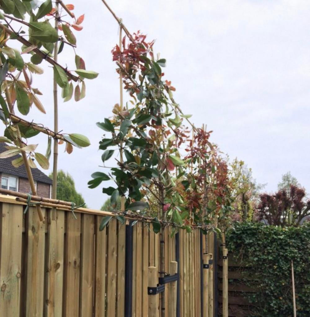 Leibomen ACTIE! Lei Glansmispel - Photinia fraseri Red Robin, Ophalen of Verzenden, Volle zon, Overige soorten