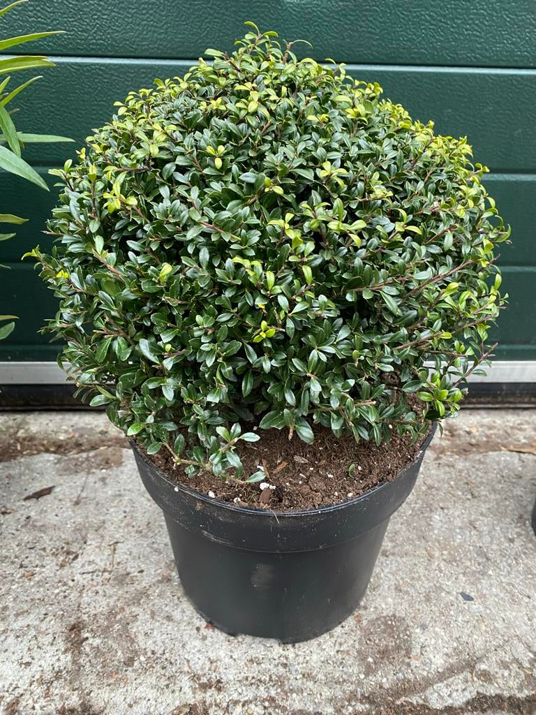 Ilex Bollen €27,50 en €32,50, Ophalen, Overige soorten, Halfschaduw