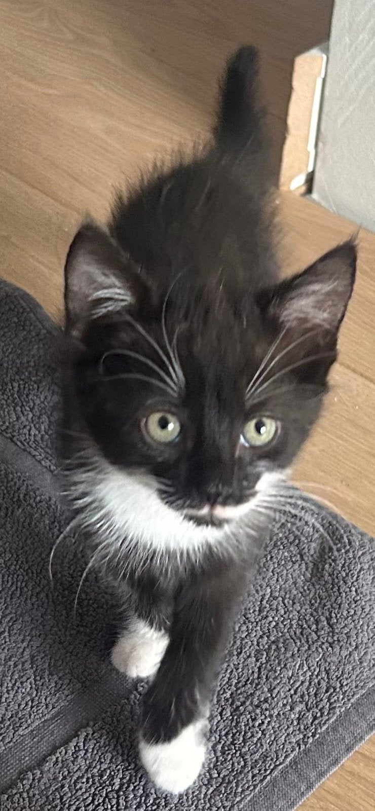 Kittens te koop, Dieren en Toebehoren, Meerdere dieren