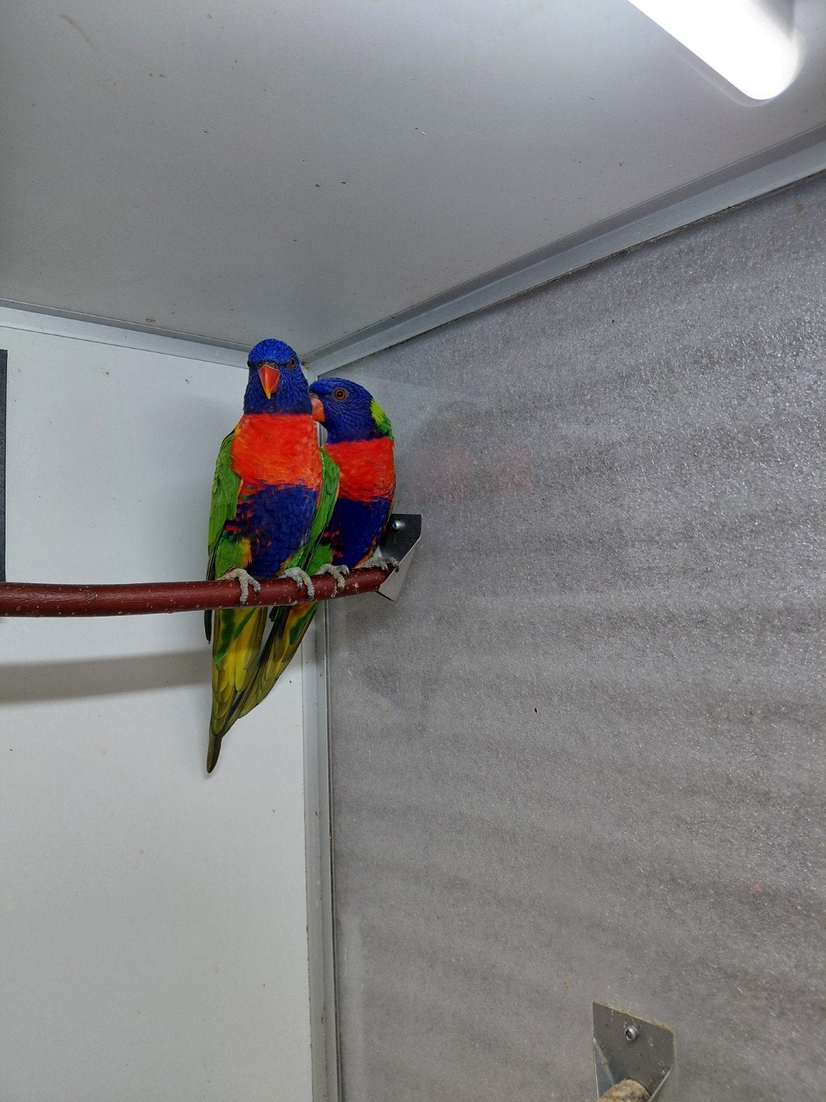 lori van de blauwe bergen, Dieren en Toebehoren, Meerdere dieren, Papegaai