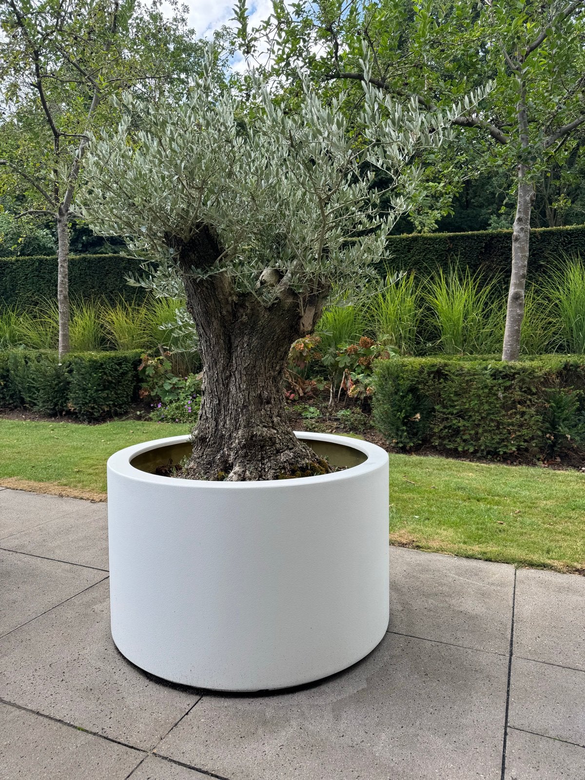 Grote oude olijfwilg in pot, Ophalen, Gebruikt, 100 cm of meer, Rond