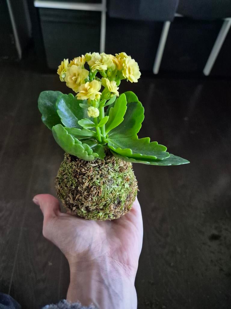 Gele kalanchoë mosbol, Huis en Inrichting, Kamerplanten, Bloeiende kamerplant, Ophalen of Verzenden, Overige soorten, Minder dan 100 cm