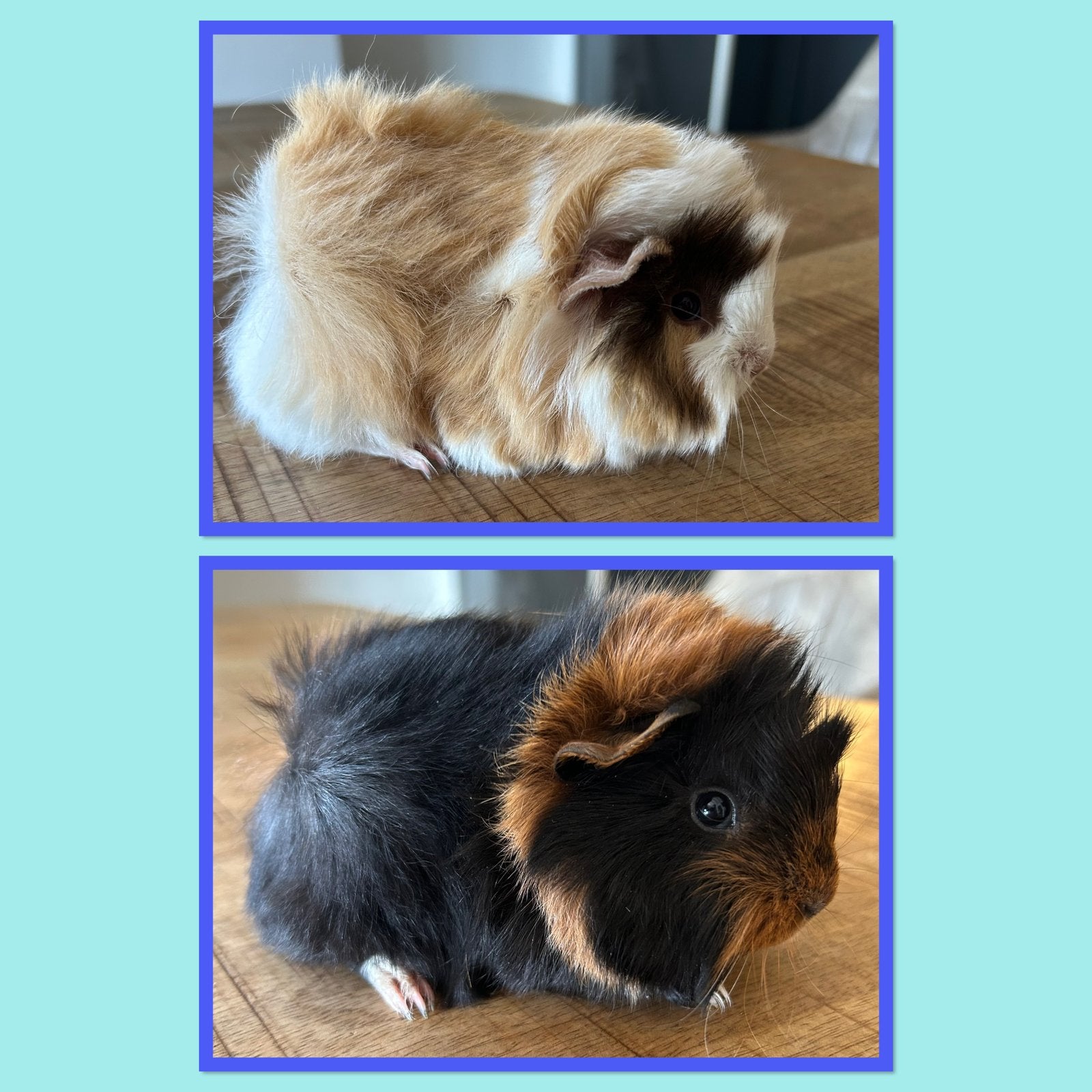 Twee jonge cavia mannetjes (borstel x peruvian), Juli, Mannelijk, Cavia