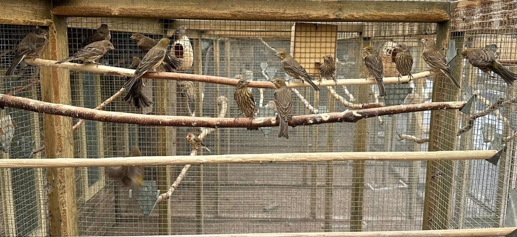 Mexicaanse roodmussen, Dieren en Toebehoren, Vogels | Overige Vogels, Meerdere dieren