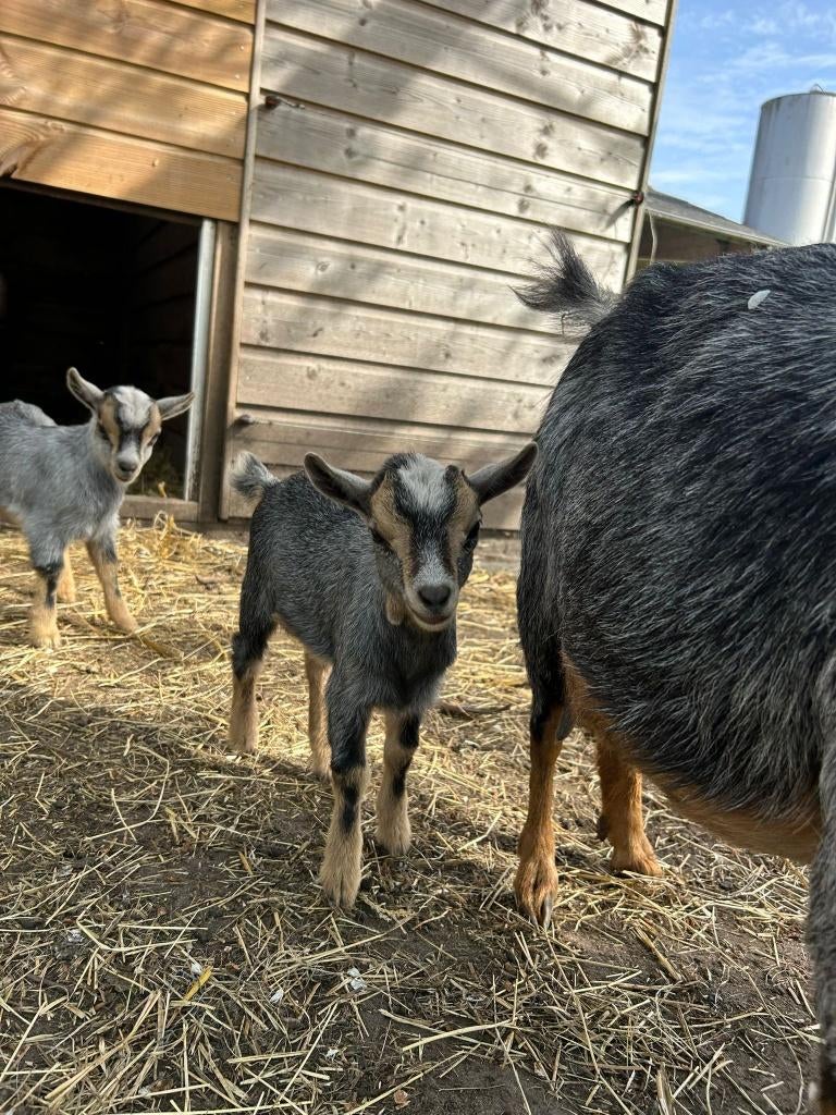 Blauwschimmel dwerggeit geitjes, Dieren en Toebehoren, Vrouwelijk, Geit, 0 tot 2 jaar
